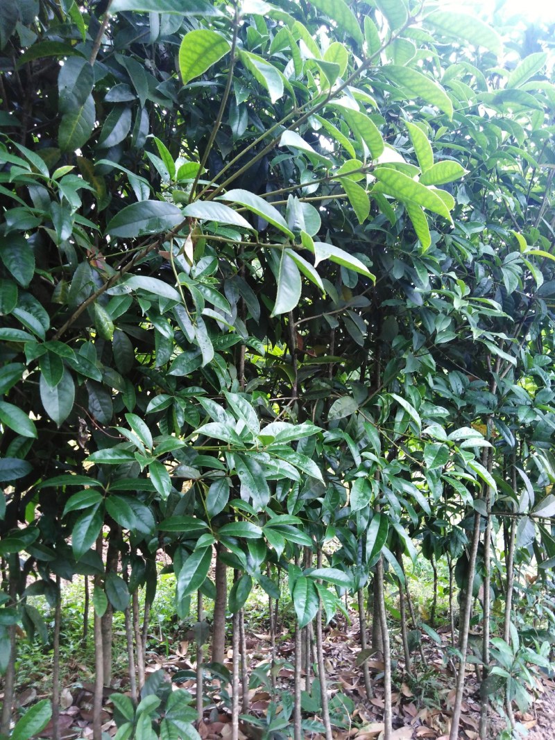 金桂丹桂年桂月桂各种规格桂花树苗基地直发成活率高