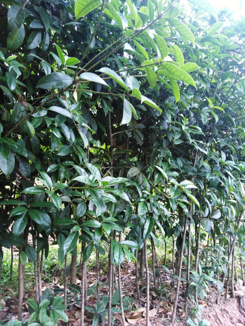 金桂丹桂年桂月桂各种规格桂花树苗基地直发成活率高