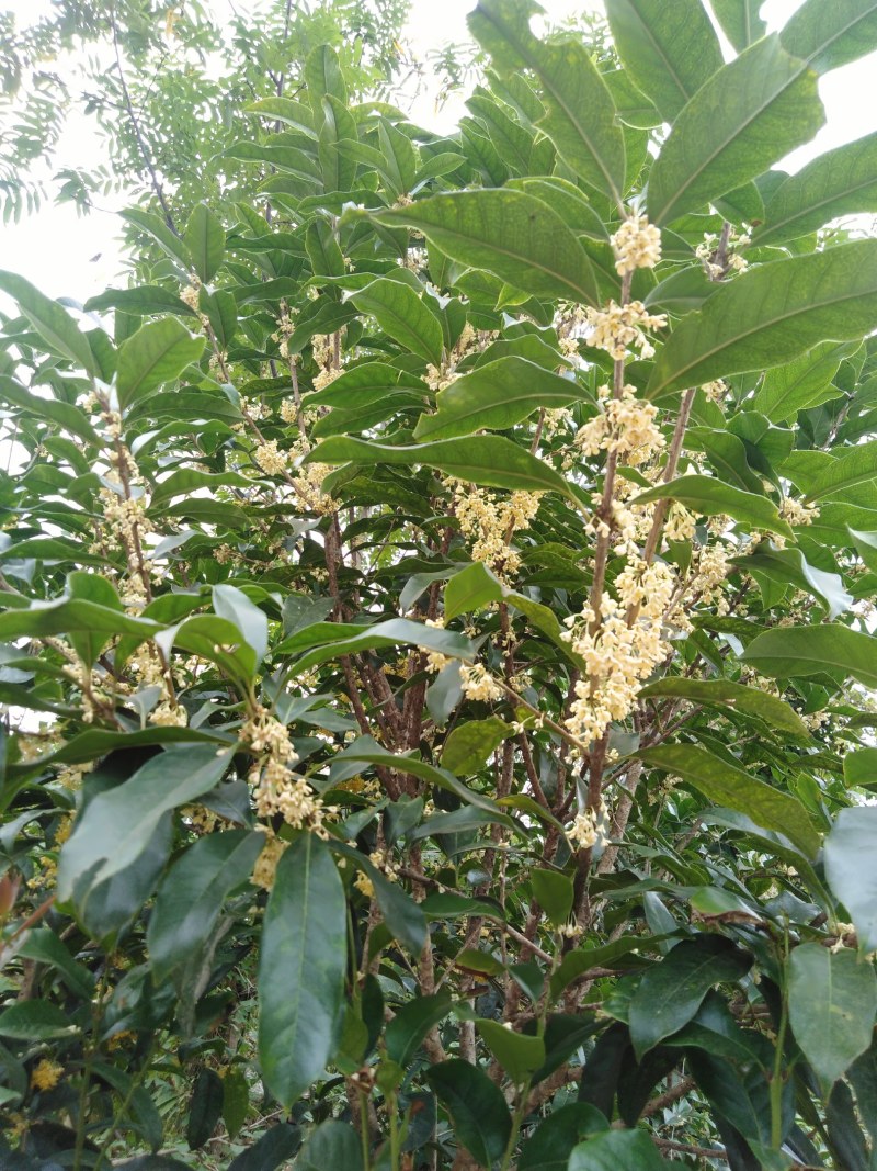金桂丹桂年桂月桂各种规格桂花树苗基地直发成活率高