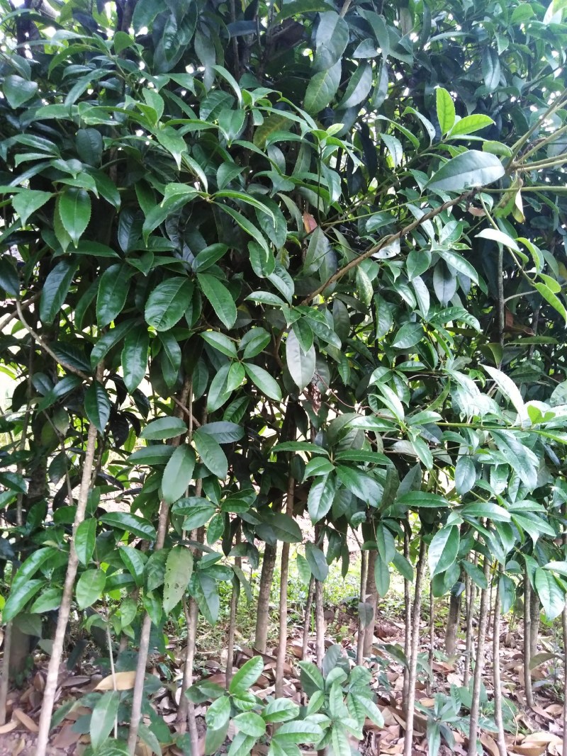 金桂丹桂年桂月桂各种规格桂花树苗基地直发成活率高