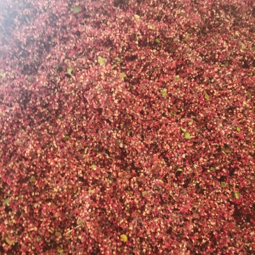 陕西省渭南市富平县花椒