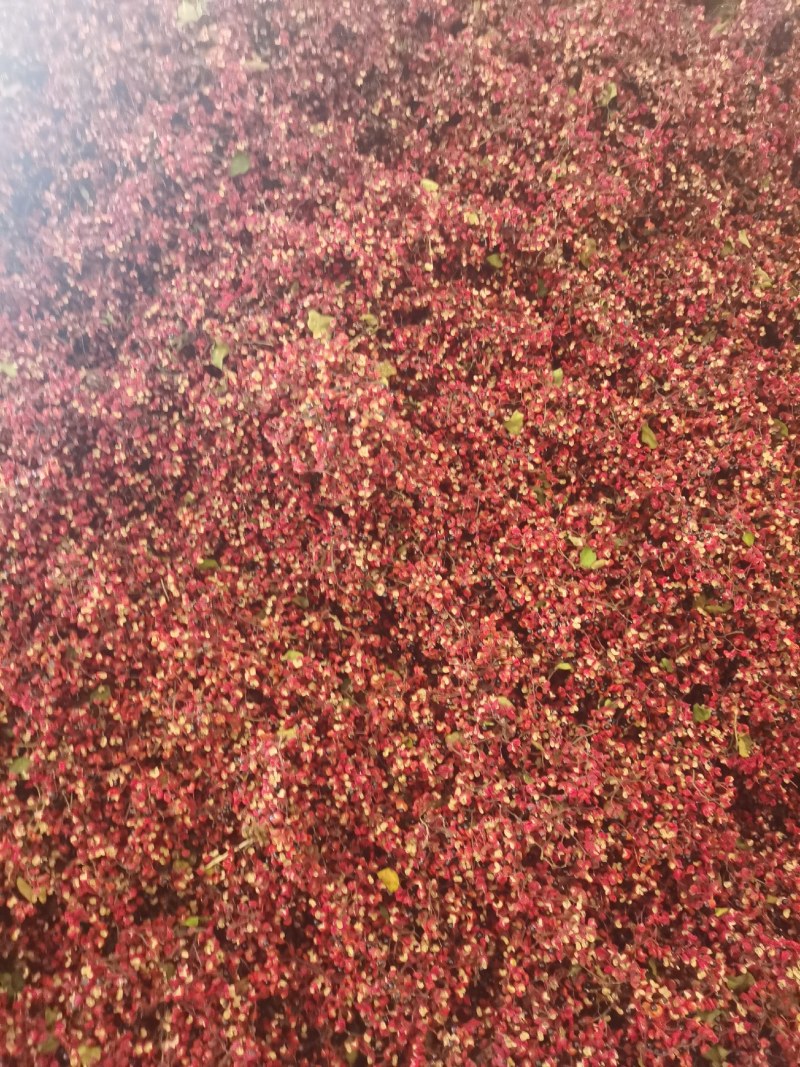 陕西省渭南市富平县花椒
