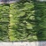【精品】山东大叶菠菜20-30厘米，标准两排-三排菜规格齐全
