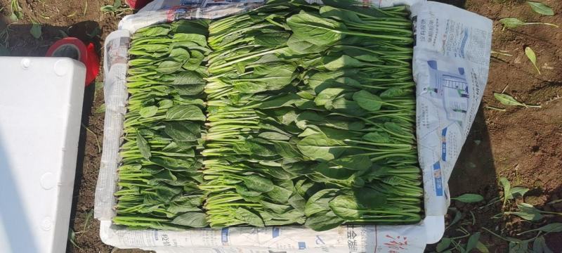【精品】山东大叶菠菜20-30厘米，标准两排-三排菜规格齐全