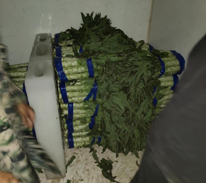 莴笋紫叶香莴笋精品莴笋万亩基地产地直发全国供货