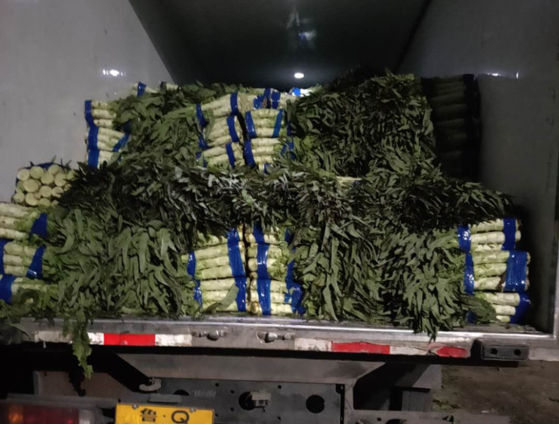 莴笋紫叶香莴笋精品莴笋万亩基地产地直发全国供货