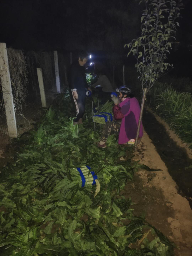 莴笋紫叶香莴笋精品莴笋万亩基地产地直发全国供货