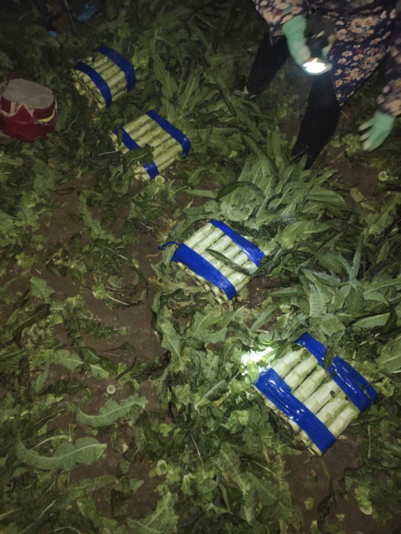 莴笋紫叶香莴笋精品莴笋万亩基地产地直发全国供货