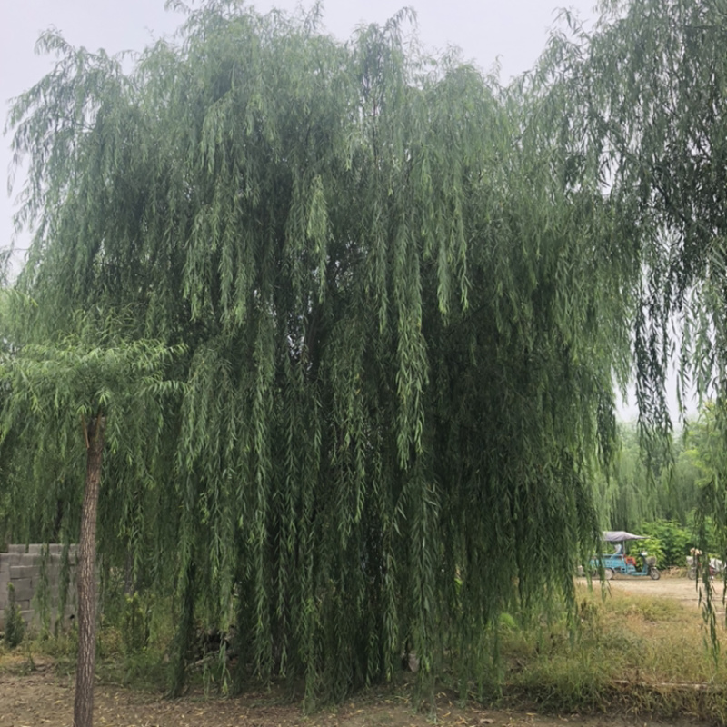【推】山东景秀园林供应垂柳15公分18公分20公分