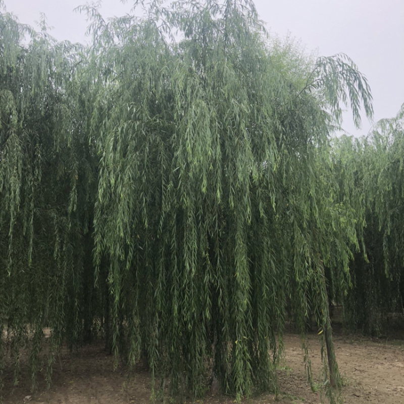 【推】山东景秀园林供应垂柳15公分18公分20公分