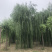 【推】山东景秀园林供应垂柳15公分18公分20公分