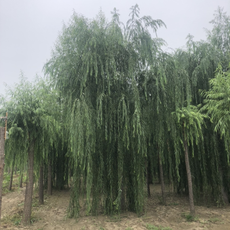 【推】山东景秀园林供应垂柳15公分18公分20公分