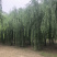 【推】山东景秀园林供应垂柳15公分18公分20公分