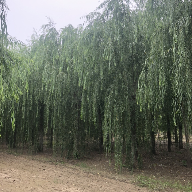 【推】山东景秀园林供应垂柳15公分18公分20公分