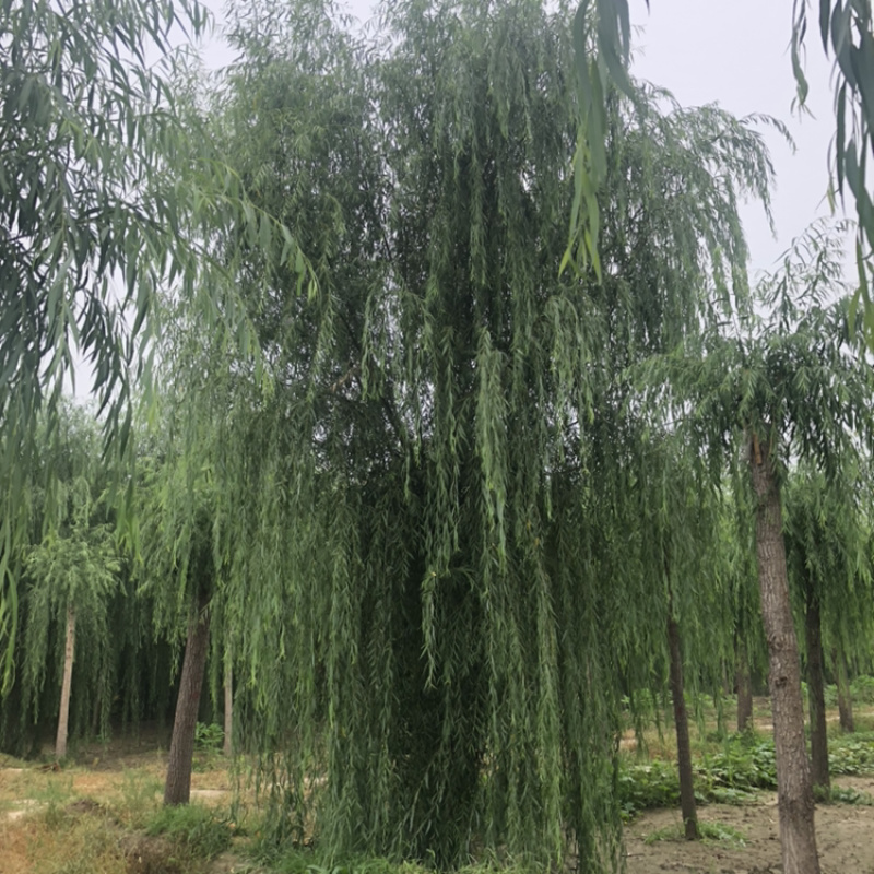 【推】山东景秀园林供应垂柳15公分18公分20公分