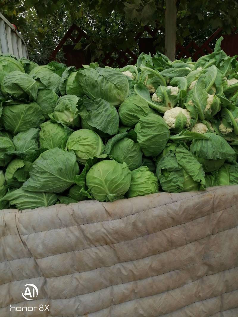 河南汝州市，5万亩花菜大量上市