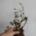 大别山先花后叶品种映山红下山苗小丛林