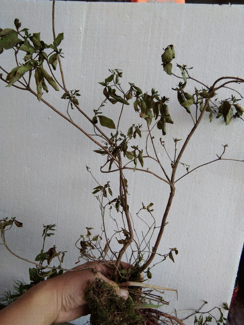 大别山先花后叶品种映山红下山苗小丛林
