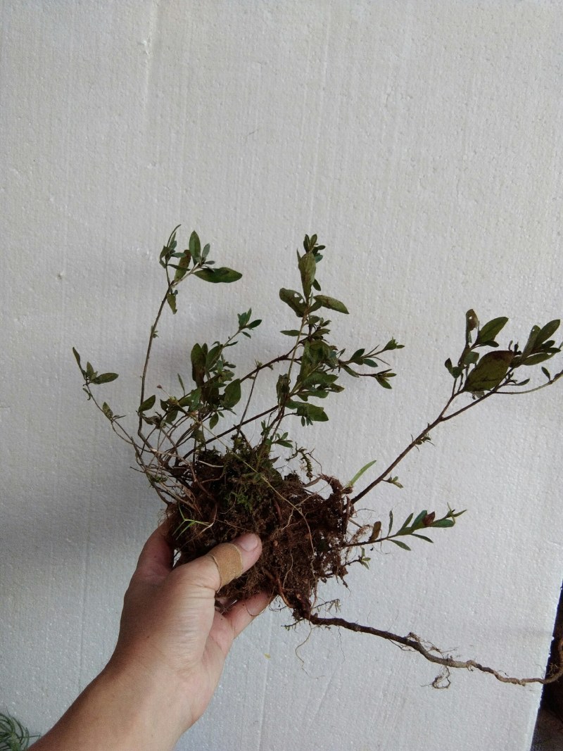 大别山先花后叶品种映山红下山苗小丛林