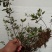 大别山先花后叶品种映山红下山苗小丛林