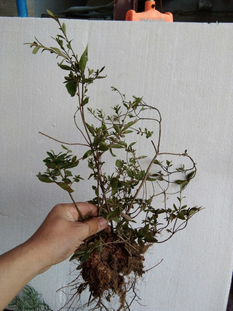 大别山先花后叶品种映山红下山苗小丛林