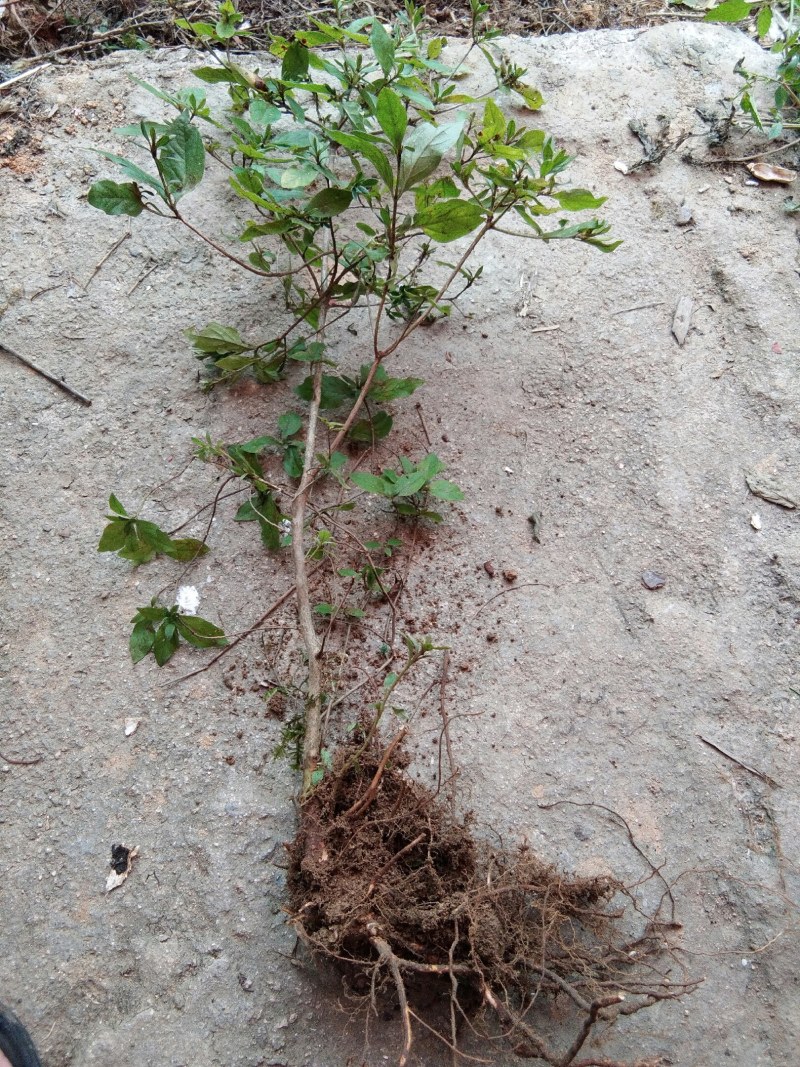 大别山先花后叶品种映山红下山苗小丛林