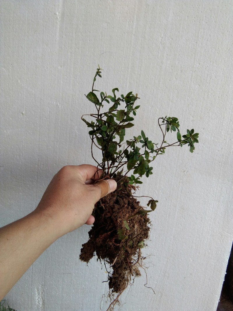 大别山先花后叶品种映山红下山苗小丛林