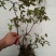大别山先花后叶品种映山红下山苗小丛林