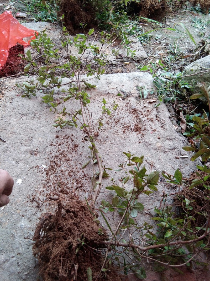 大别山先花后叶品种映山红下山苗小丛林