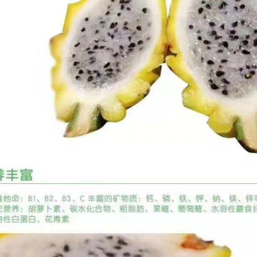 燕窝火龙果苗正宗嫁接苗品种纯正产量高