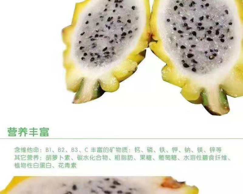 燕窝火龙果苗正宗嫁接苗品种纯正产量高