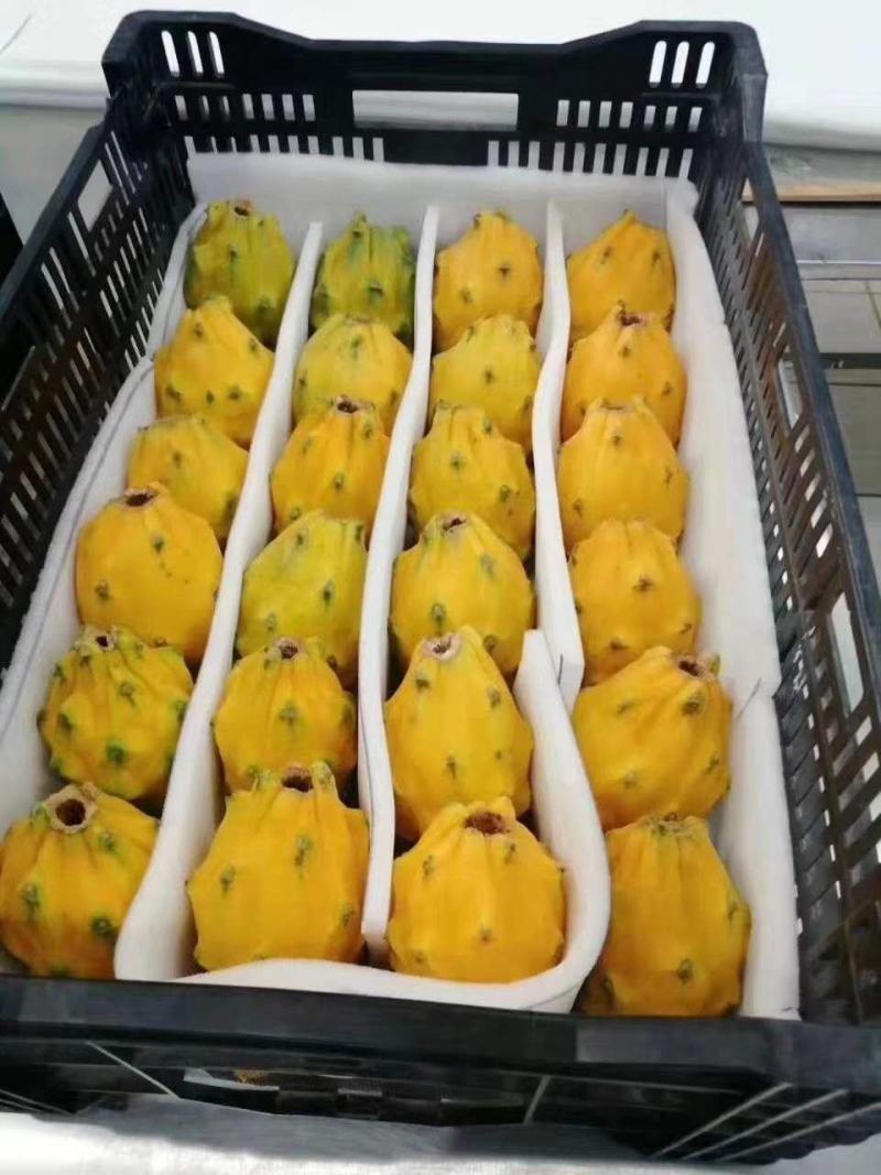 燕窝火龙果苗正宗嫁接苗品种纯正产量高