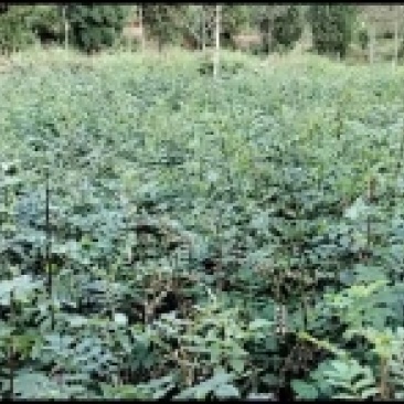 大量出售耐病虫害，耐水浸，根系发达，易成活的无刺花椒苗