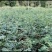 大量出售耐病虫害，耐水浸，根系发达，易成活的无刺花椒苗