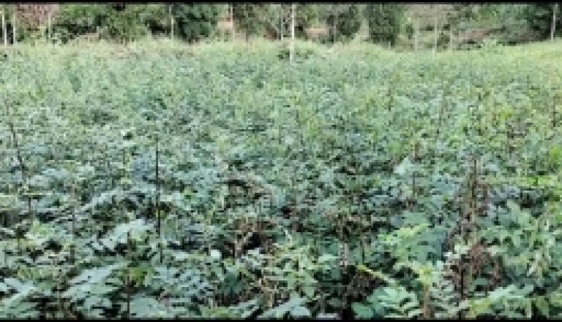 大量出售耐病虫害，耐水浸，根系发达，易成活的无刺花椒苗