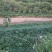 大量出售耐病虫害，耐水浸，根系发达，易成活的无刺花椒苗