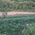 大量出售耐病虫害，耐水浸，根系发达，易成活的无刺花椒苗