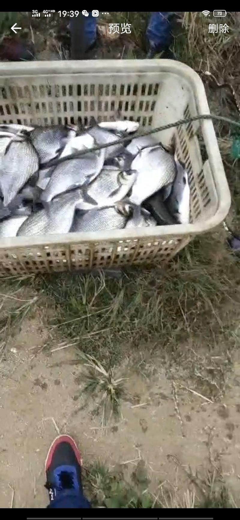 鳊鱼大量出售草鱼花鲢，白鲢需要联系。