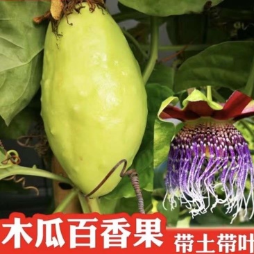 广西木瓜百香果苗正宗嫁接苗扦插苗百香果苗