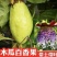 广西木瓜百香果苗正宗嫁接苗扦插苗百香果苗