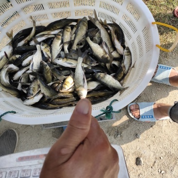 白鲢苗需要白莲苗的可以联系我。