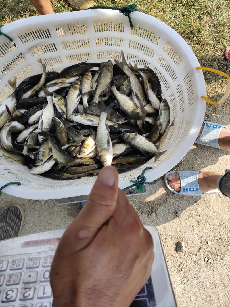 白鲢苗需要白莲苗的可以联系我。