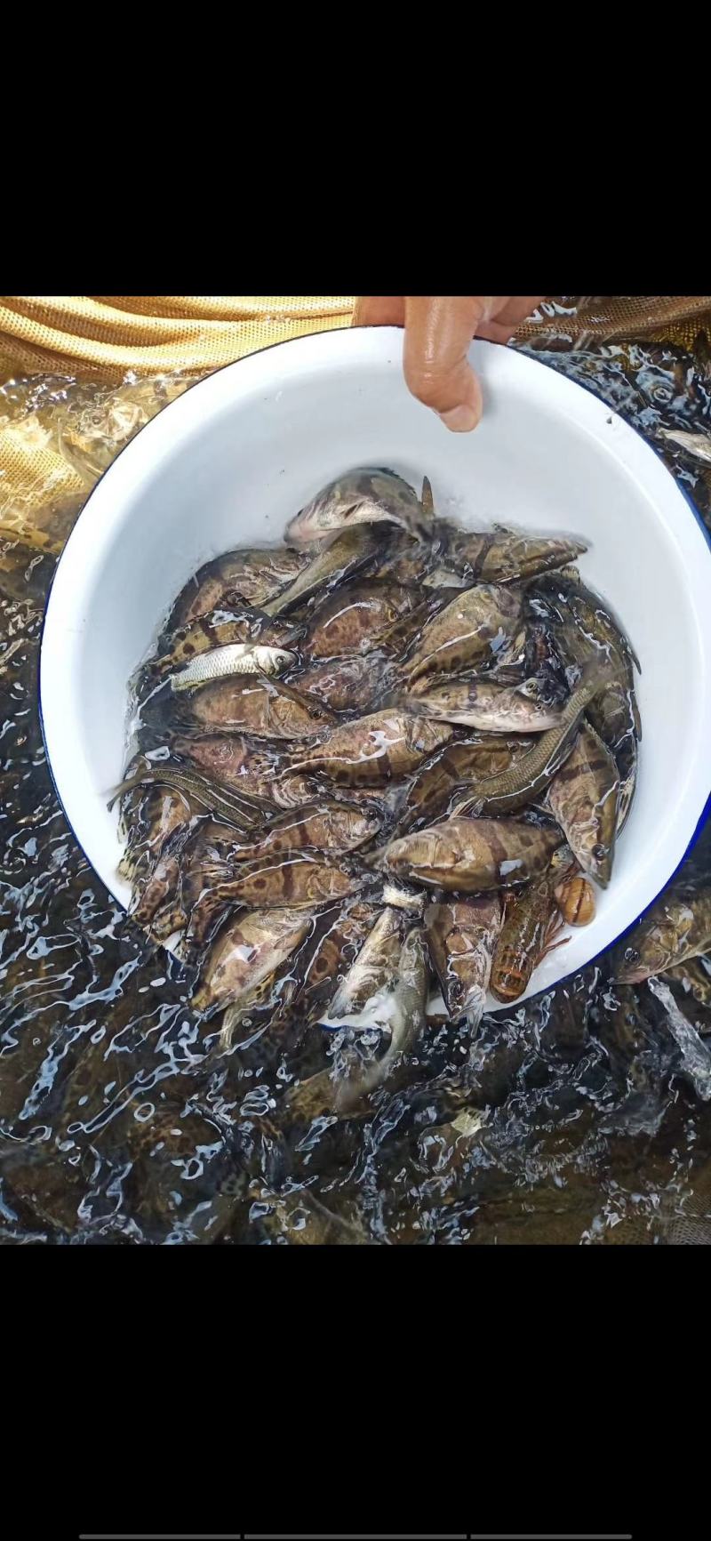 草鱼苗10cm以上人工养殖