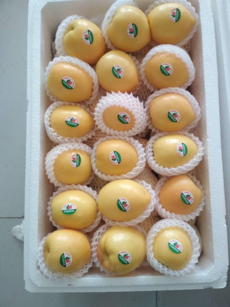 秋月梨精选，产地直供，保证质量供批发啇，电商，水果精品店