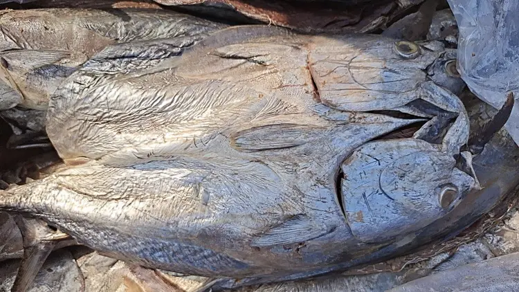 老咸鱼，腌制时间比较久！个头大，满满的都是肉，35斤净重