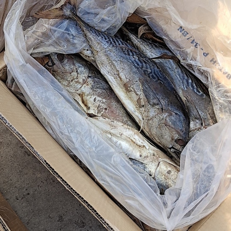 老咸鱼，腌制时间比较久！个头大，满满的都是肉，35斤净重