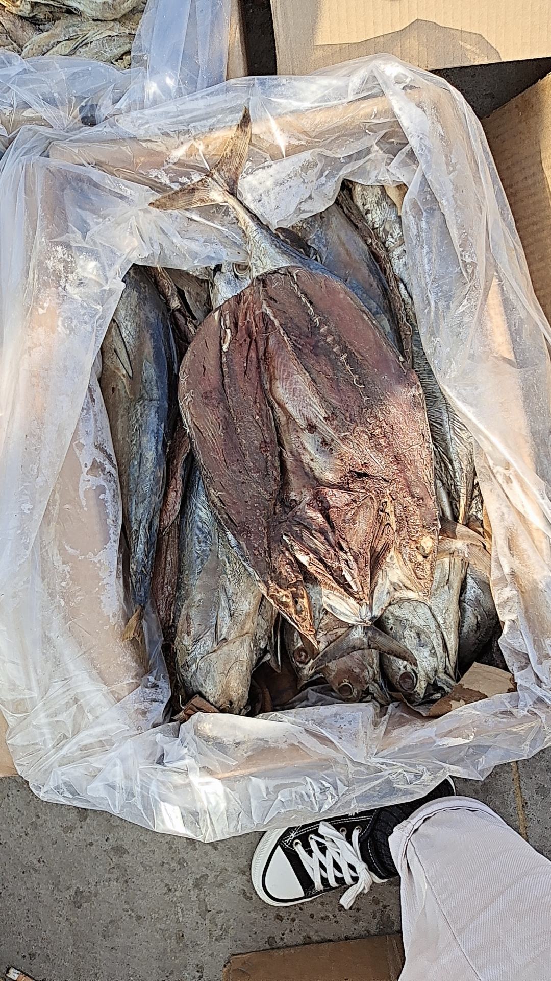 老咸鱼，腌制时间比较久！个头大，满满的都是肉，35斤净重