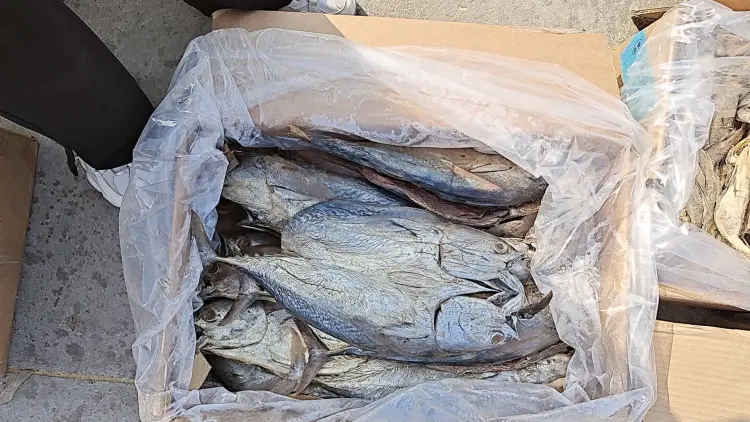 老咸鱼，腌制时间比较久！个头大，满满的都是肉，35斤净重