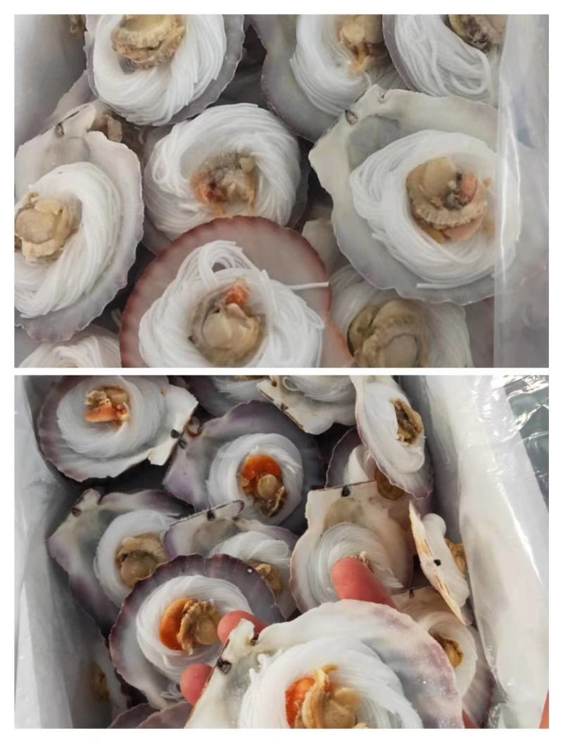 粉丝扇贝半壳扇贝粉丝烧烤夜店专用食材海鲜批发