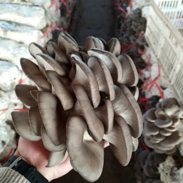 黑平菇即将大量上市。